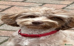 Cockapoo dogs for sale: Beautiful f1b Cockapoo puppy's   - Advert 15