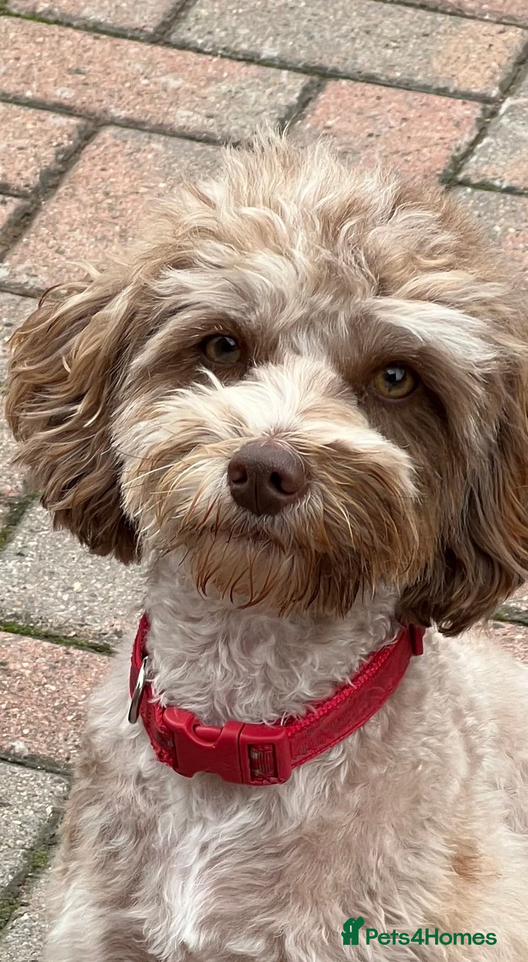 Cockapoo dogs for sale: Beautiful f1b Cockapoo puppy's   - Advert 15