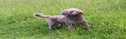 Lagotto Romagnolo dogs for stud: Kennel club registered Lagotto Romagnolo for STUD - Advert 1