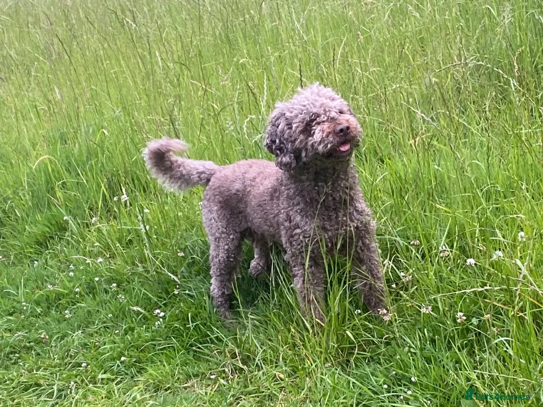Lagotto Romagnolo dogs for stud: Kennel club registered Lagotto Romagnolo for STUD - Advert 1