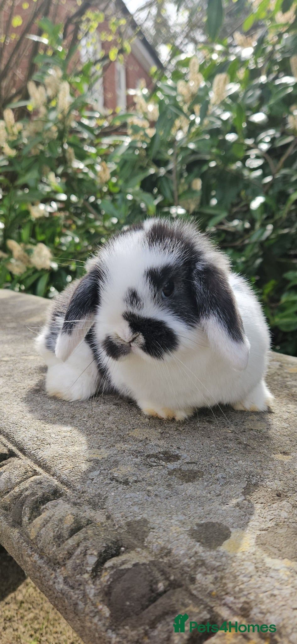 Mini Lop rabbits Gorgeous black & white female mini lop - Advert 1