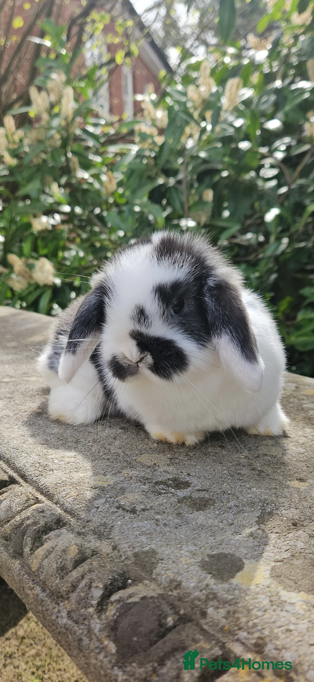 Mini Lop rabbits for sale: Gorgeous black & white female mini lop - Advert 1