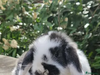 Mini Lop rabbits Gorgeous black & white female mini lop - Advert 1