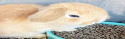 Mini Lop rabbits for sale: Mini Lop Babies - pure bred  - Advert 2