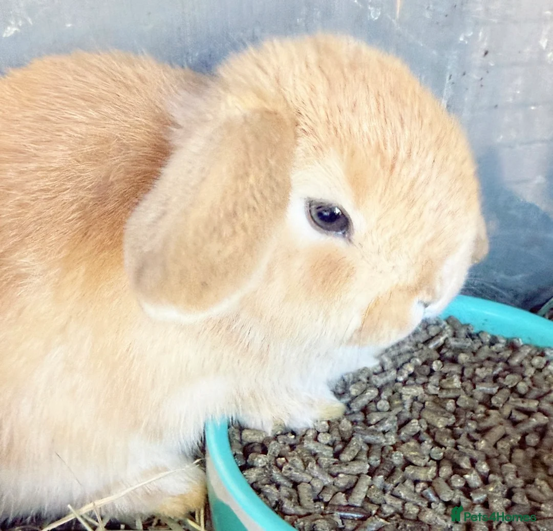 Mini Lop rabbits for sale: Mini Lop Babies - pure bred  - Advert 2