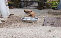 Mixed Breed dogs for sale: Lurcher pups  - Image 2