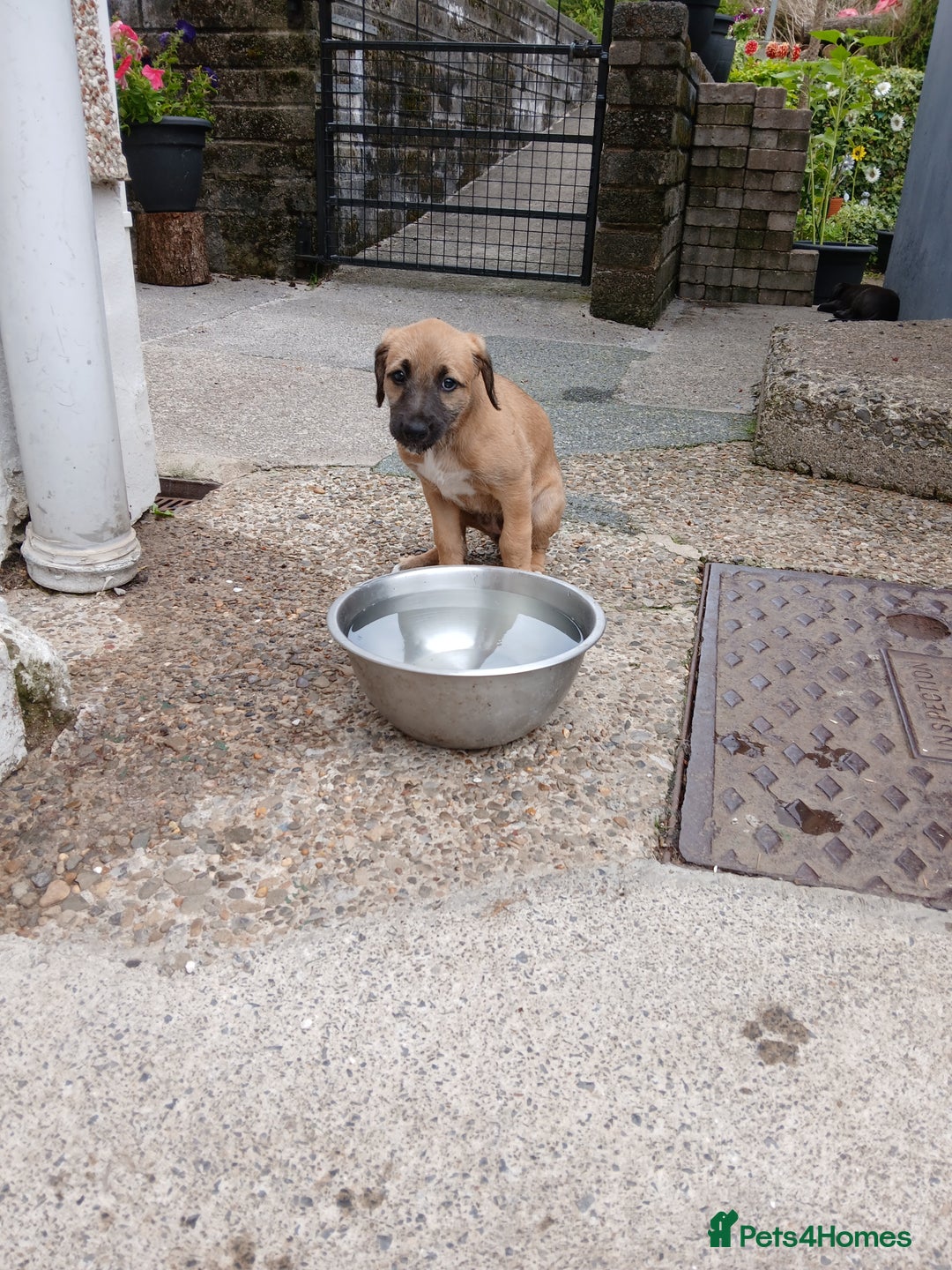 Mixed Breed dogs for sale: Lurcher pups  - Image 2