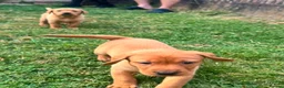 Labrador Retriever dogs for sale: Fox Red Labradors in Oswestry - Advert 17