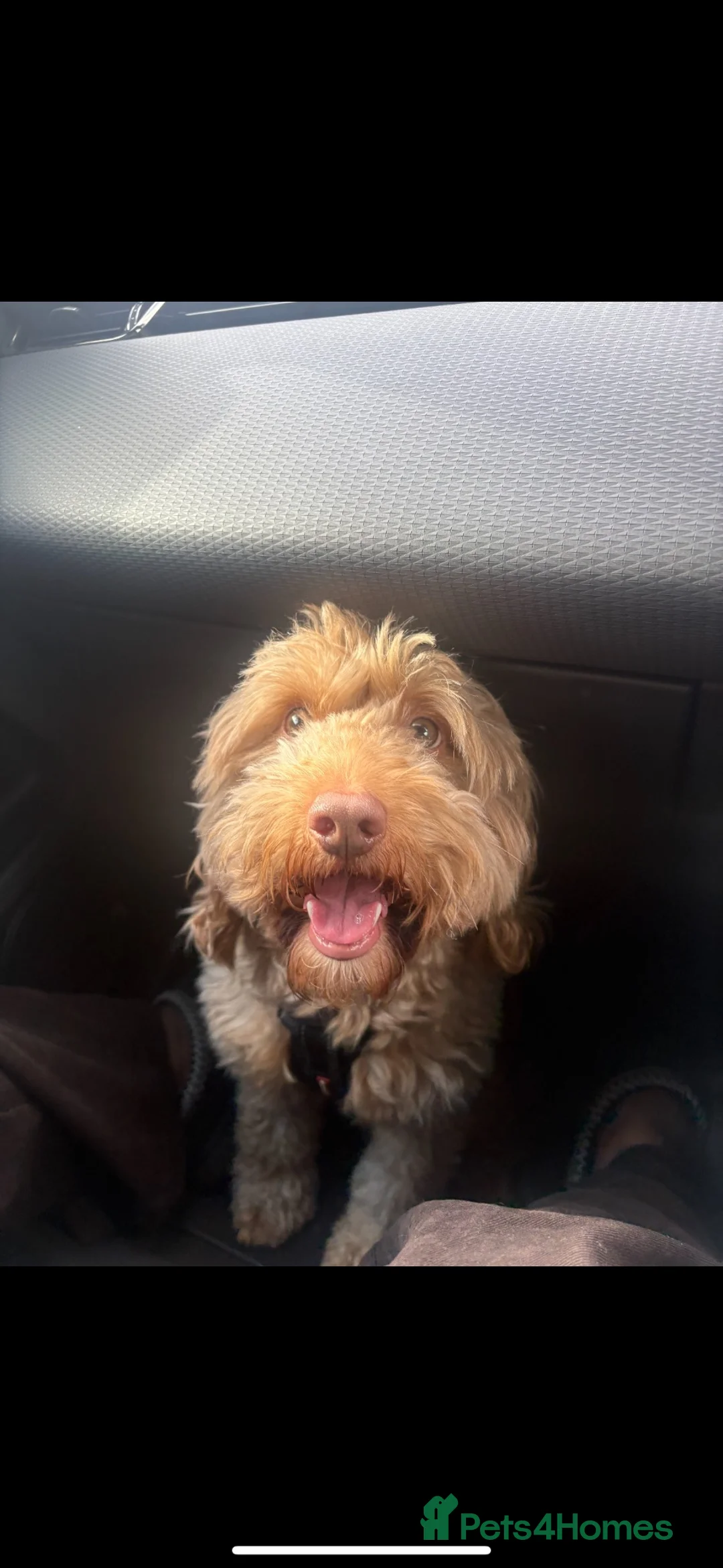 Cockapoo dogs for sale: Saint 3-Year-Old Cockapoo ❤️ - Advert 2