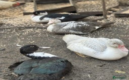 Ducks poultry for sale: Muscovy ducks  - Image 5