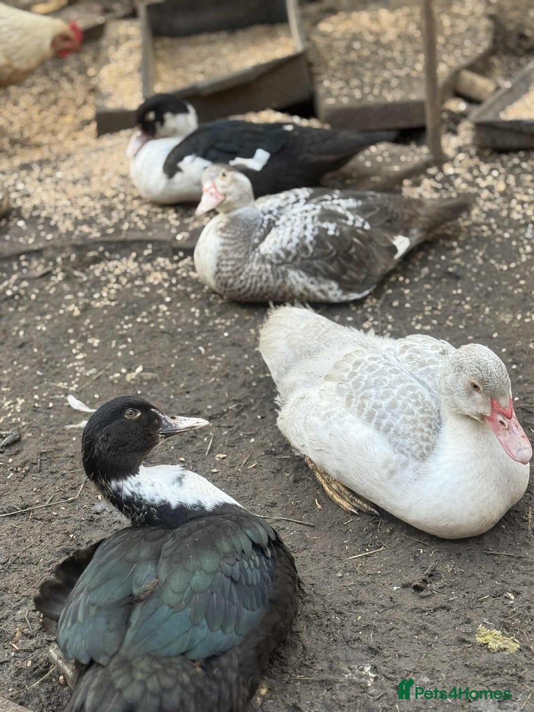 Ducks poultry for sale: Muscovy ducks  - Image 5