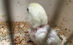 Lovebirds birds for sale: Lovebird for sale, all in good health  - Advert 8