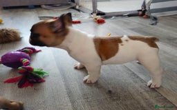 French Bulldog dogs for stud: Mani standard red silver fbce RFG 1  in Edinburgh - Image 28