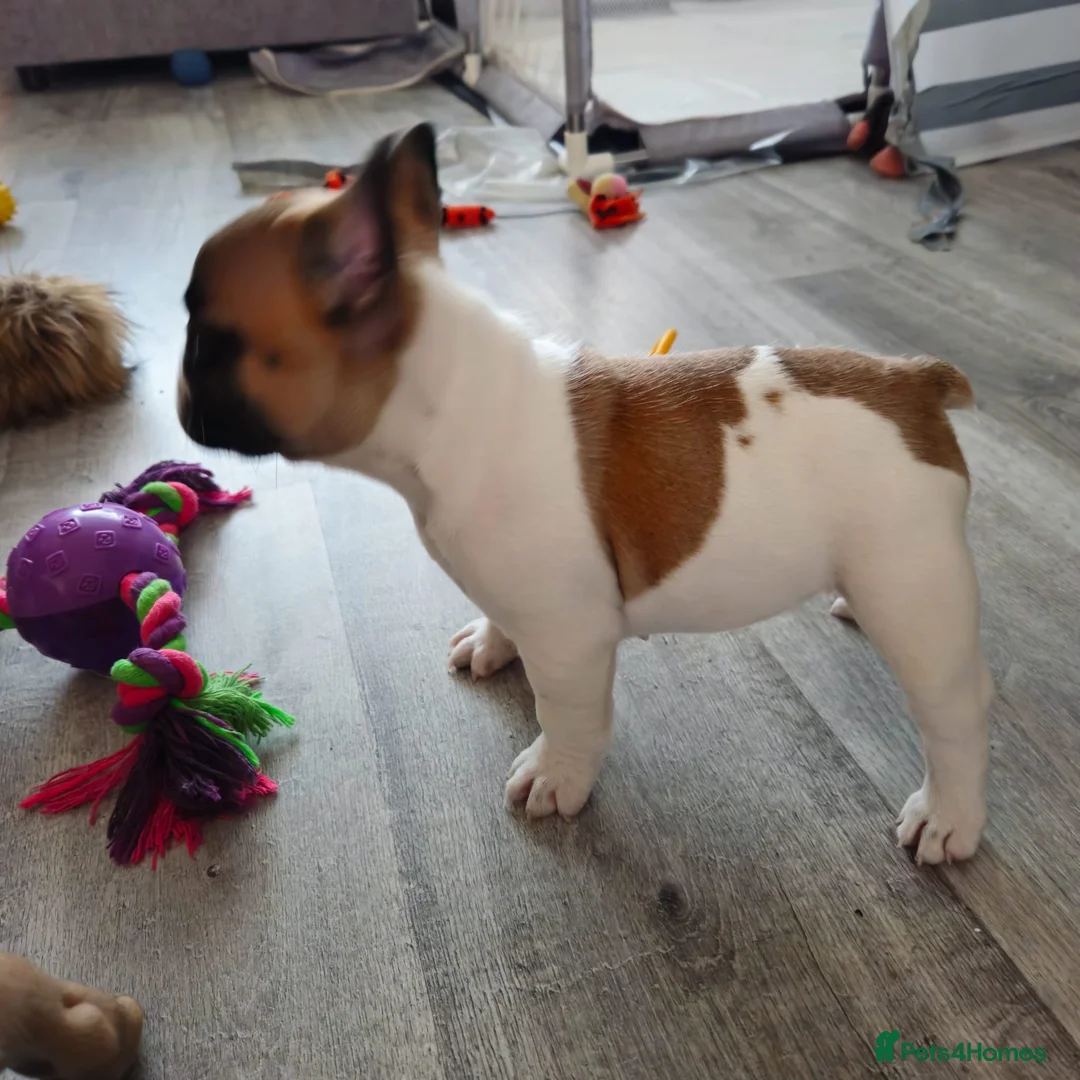 French Bulldog dogs for stud: Mani standard red silver fbce RFG 1  in Edinburgh - Advert 25