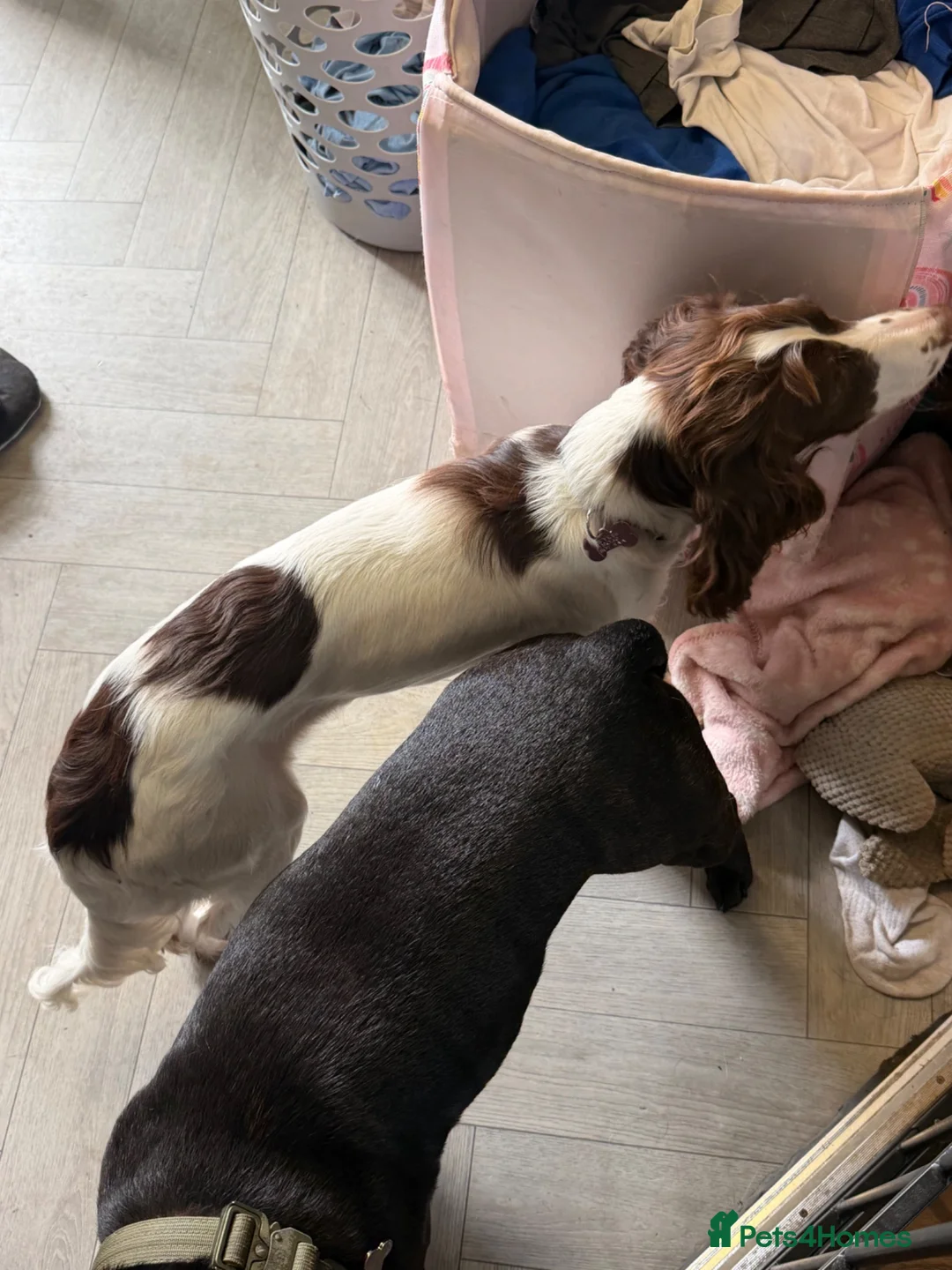 Sprocker dogs for sale: One sprocker girl  - Advert 2
