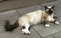 Ragdoll cats for sale: Ragdoll female - Image 1