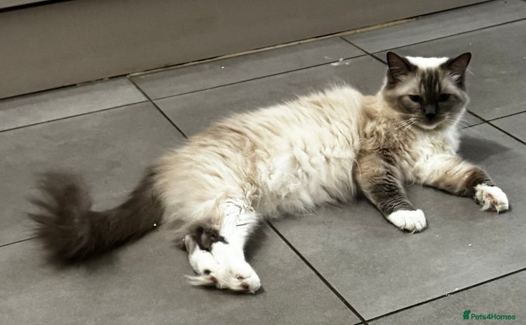 Ragdoll cats - Advert 2