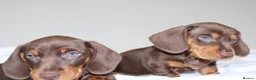 Miniature Dachshund dogs for sale: Miniature Dachshund puppies  - Advert 6