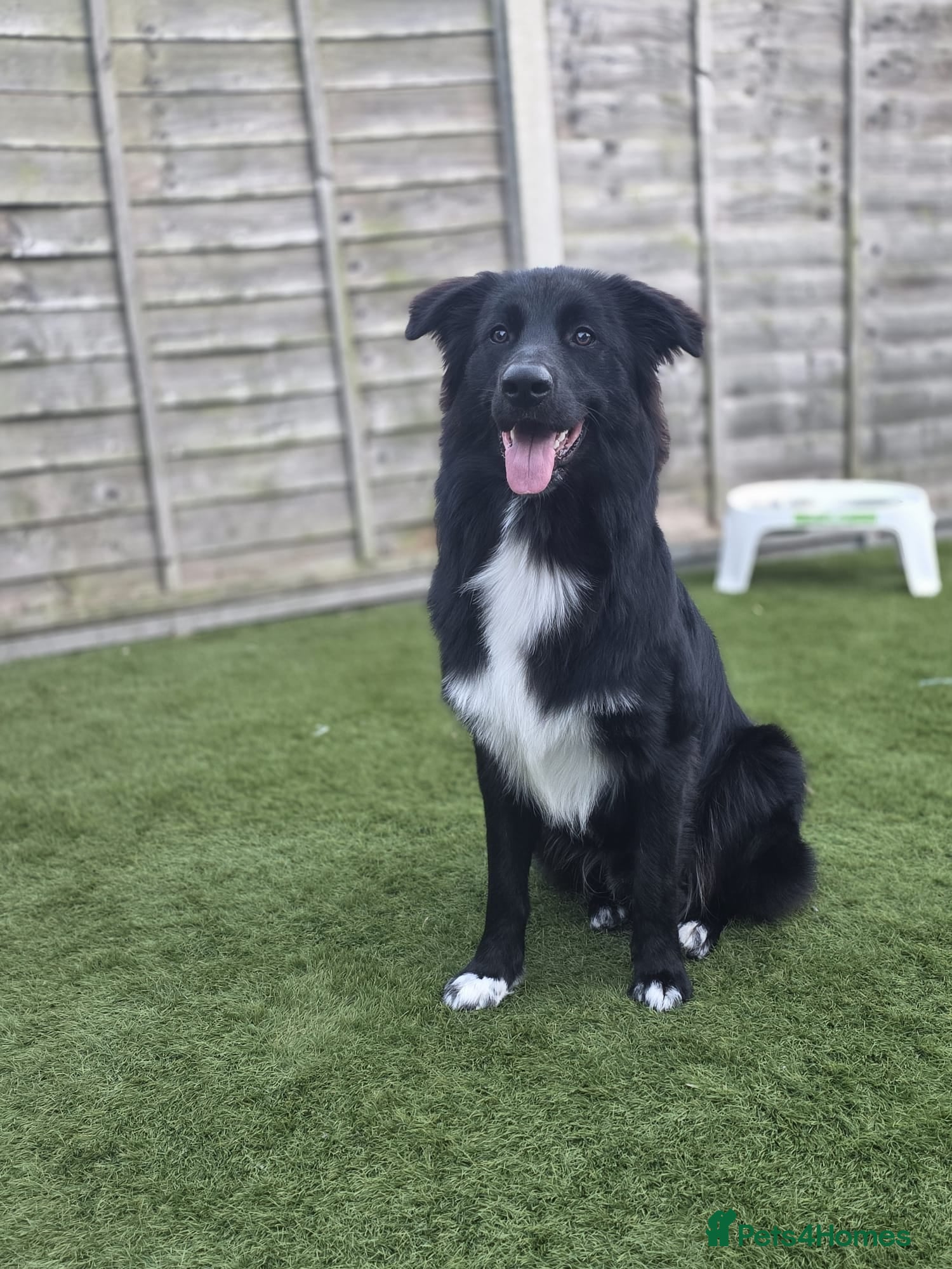 Mixed Breed dogs Border collie x German shepherd for rehoming  - Advert 1