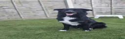 Mixed Breed dogs for sale: Border collie x German shepherd for rehoming  in Sheerness - Advert 1