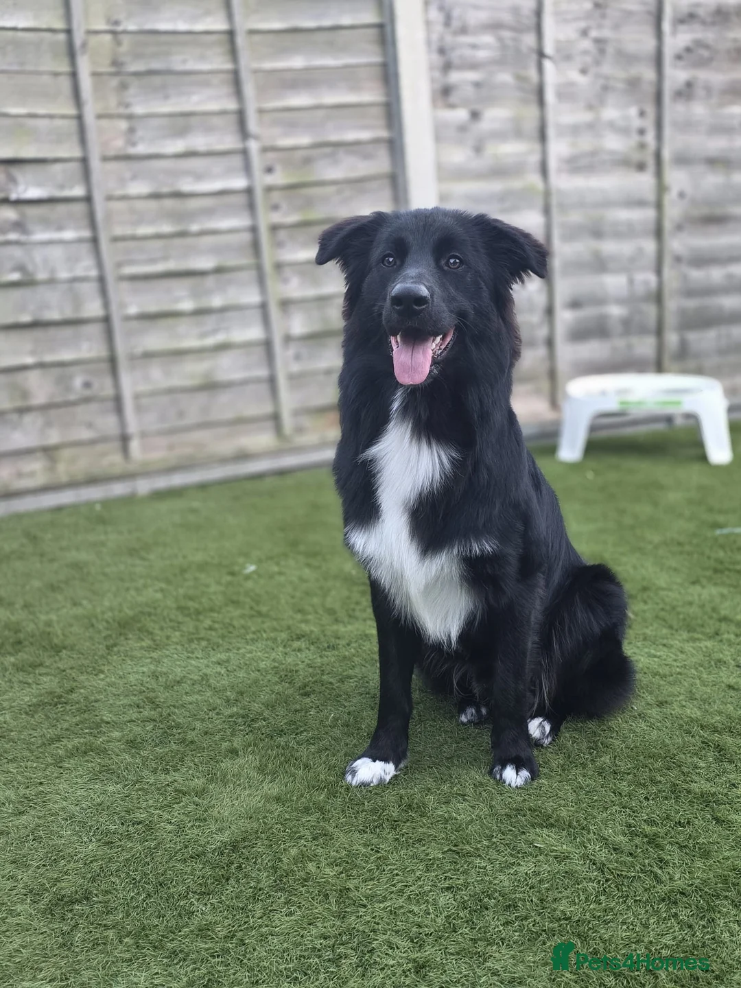 Mixed Breed dogs for sale: Border collie x German shepherd for rehoming  in Sheerness - Advert 1