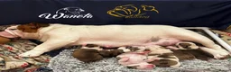 English Bulldog dogs for sale: STUNNING LITTER OF 6 BULLDOGS - Advert 3