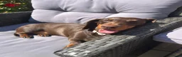Dachshund dogs for sale: 3 year old female dachshund - Advert 4