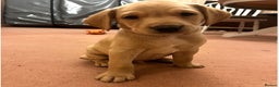 Labrador Retriever dogs for sale: KC Registered Fox Red and Yellow Labrador Puppies  - Advert 22