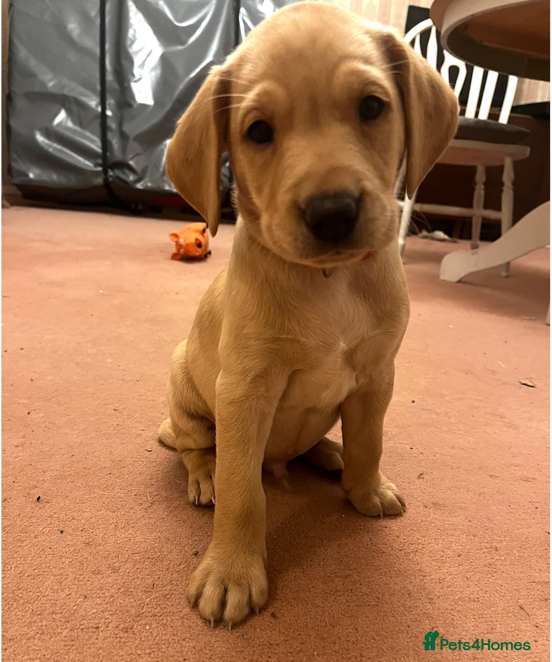 Labrador Retriever dogs for sale: KC Registered Fox Red and Yellow Labrador Puppies  - Advert 22