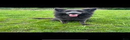 German Shepherd dogs for sale: Stunning pedigree German shepherd puppies  - Advert 8