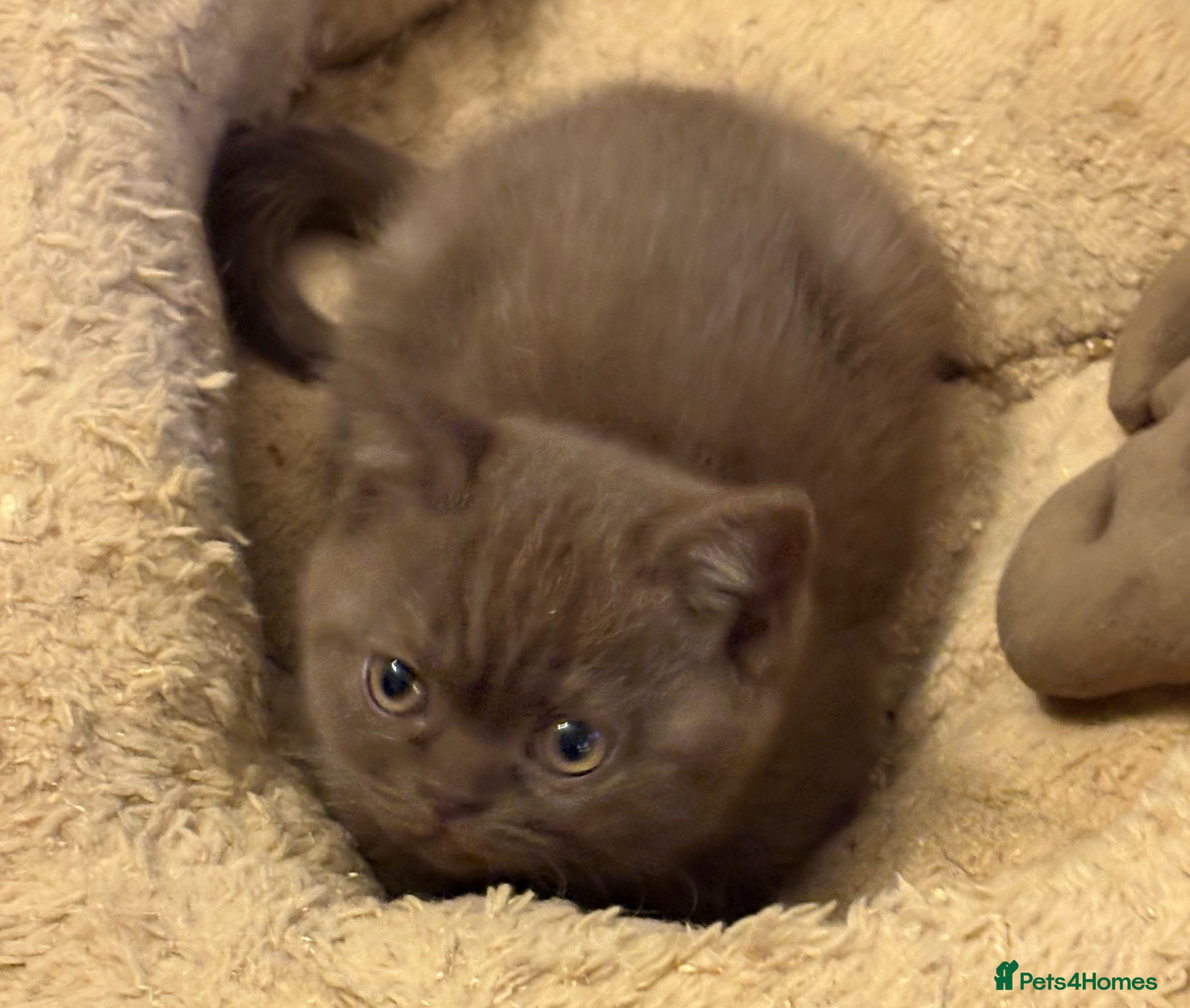 British Shorthair cats Three stunning female chocolate kittens available  - Advert 11