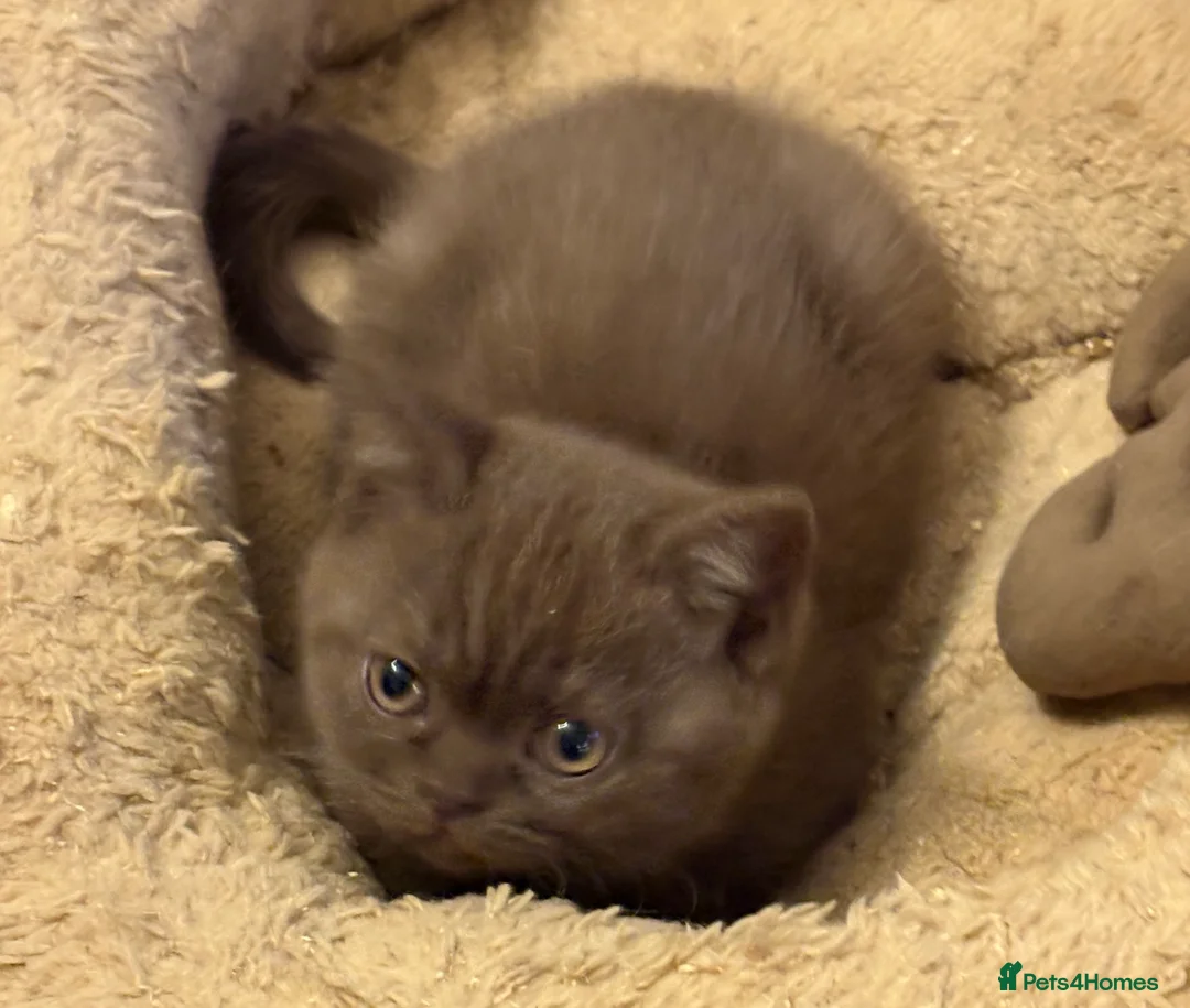British Shorthair cats for sale: Three stunning female chocolate kittens available  - Advert 6