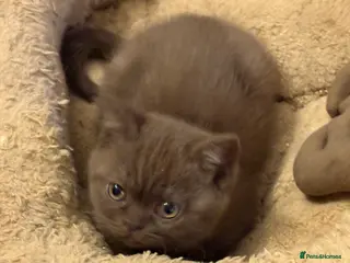 British Shorthair cats Three stunning female chocolate kittens available - Advert 11