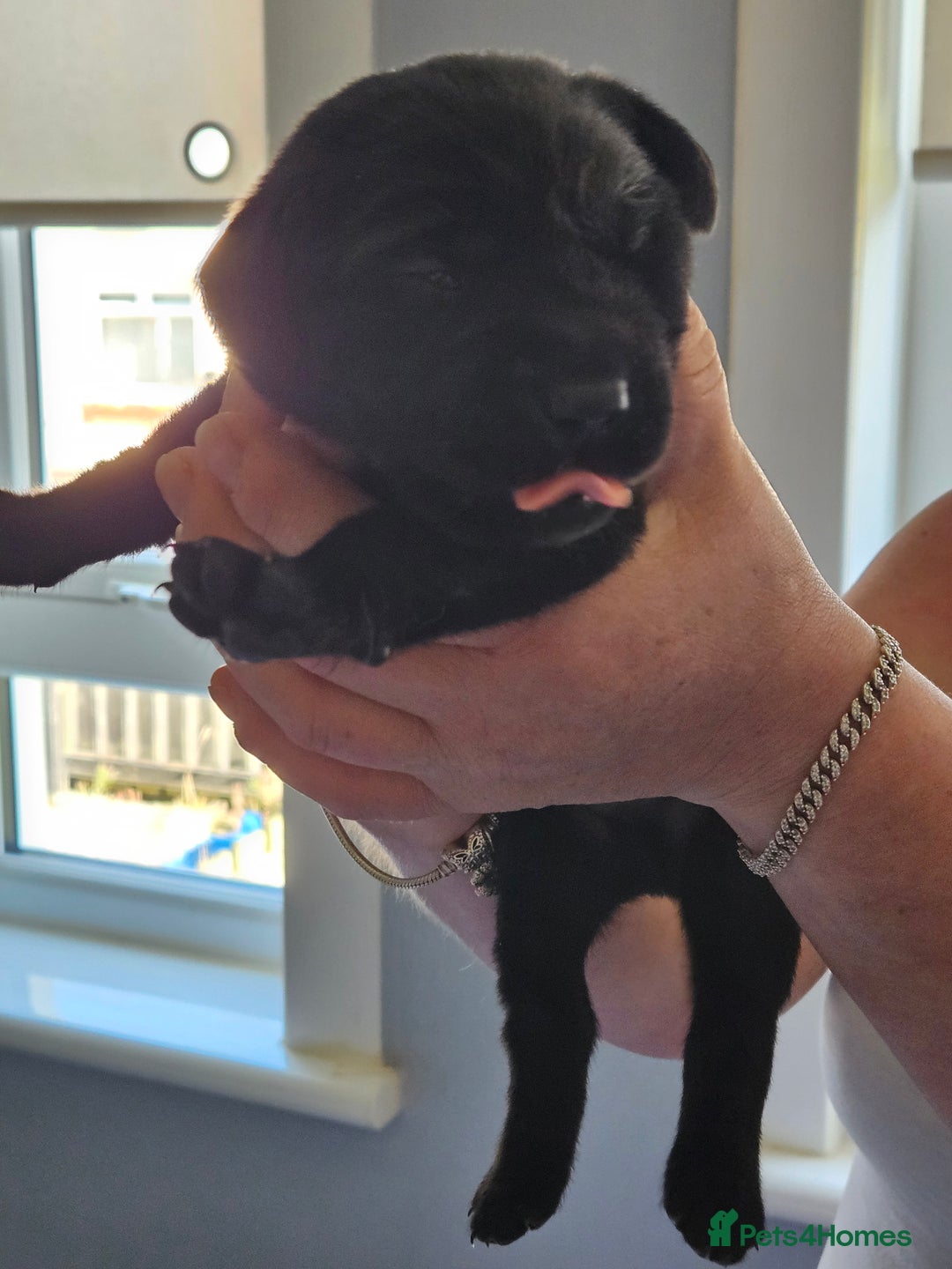 Labrador Retriever dogs for sale: Labrador Retriever  - Image 5