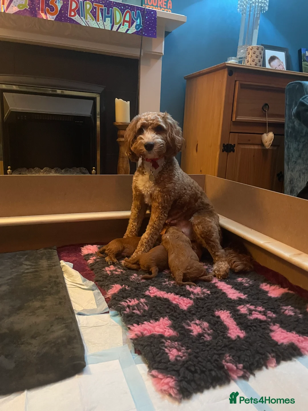 Cockapoo dogs for sale: X3 f1b cockapoo puppies  - Advert 2