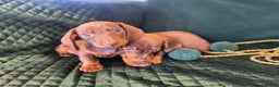 Dachshund dogs for sale: Beautiful dachshund puppies - Advert 5