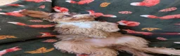 Cockapoo dogs for sale: 🌟 Superb chocolate sable cockapoo pups 🌟 in Maldon - Advert 20