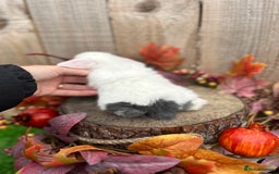 Mini Lop rabbits for sale: ⭐ VACCINATED PEDIGREE MINI LOP BUNNIES ⭐  - Advert 12