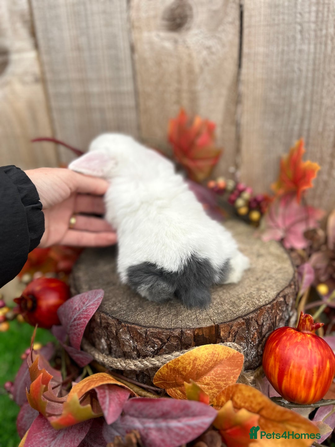 Mini Lop rabbits for sale: ⭐ VACCINATED PEDIGREE MINI LOP BUNNIES ⭐  - Advert 12
