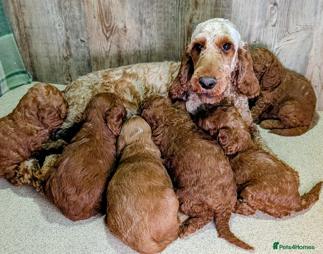 Cockapoo dogs for sale: 🐾 Stunning F1b Cockapoo Puppies. - Advert 1