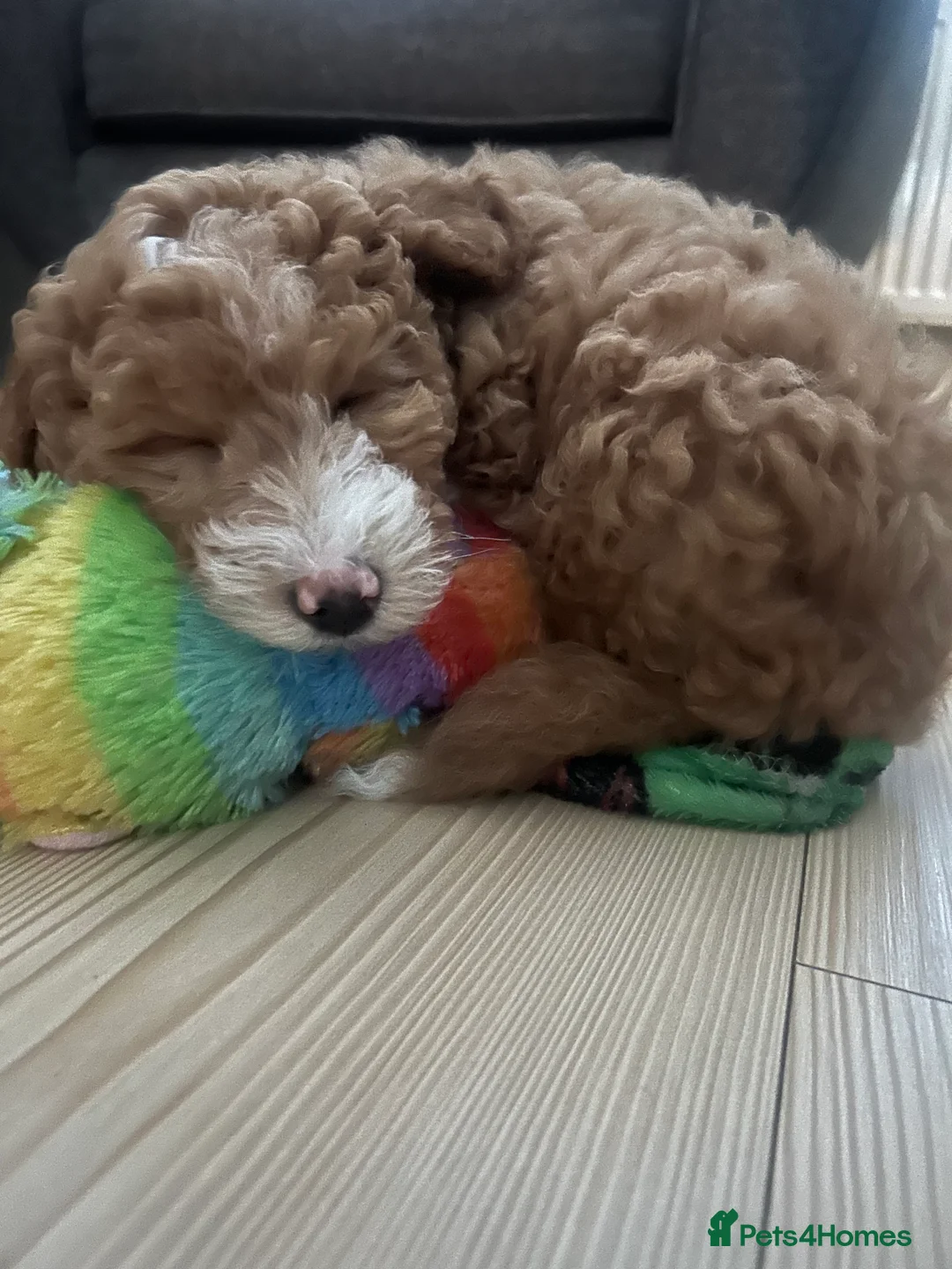 Mixed Breed dogs for sale: bitch pup in Sheffield - Advert 2