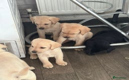 Labrador Retriever dogs for sale: Labrador puppies - Image 5