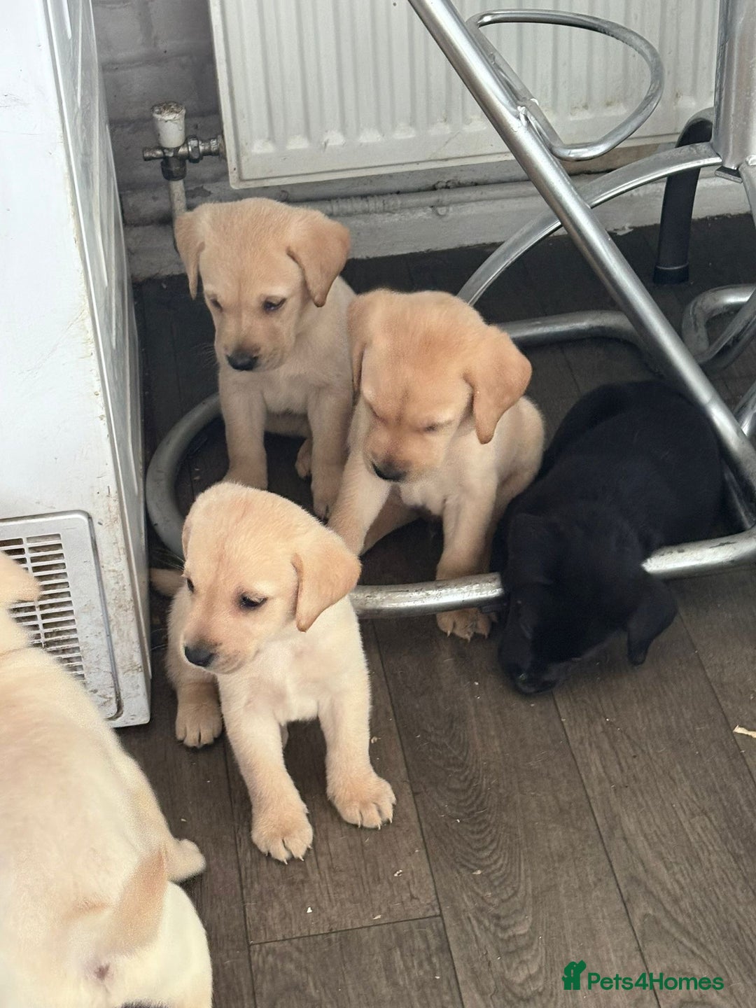 Labrador Retriever dogs for sale: Labrador puppies - Image 5