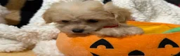 Poochon dogs for sale: Stunning litter of poochons ready now - Advert 25