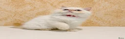 Persian cats for sale: Beautiful Red Point Persian Cats Looking for Homes - Advert 7