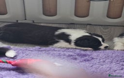 Border Collie dogs for sale: B. C. Puppies black and white kc reg - Advert 5
