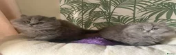 British Longhair cats for sale: Adorable GCCF registered British Longhair kittens in Bedford - Advert 5