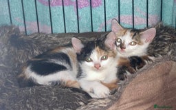 Domestic Shorthair cats for sale: Tortie girls kitten - Image 1