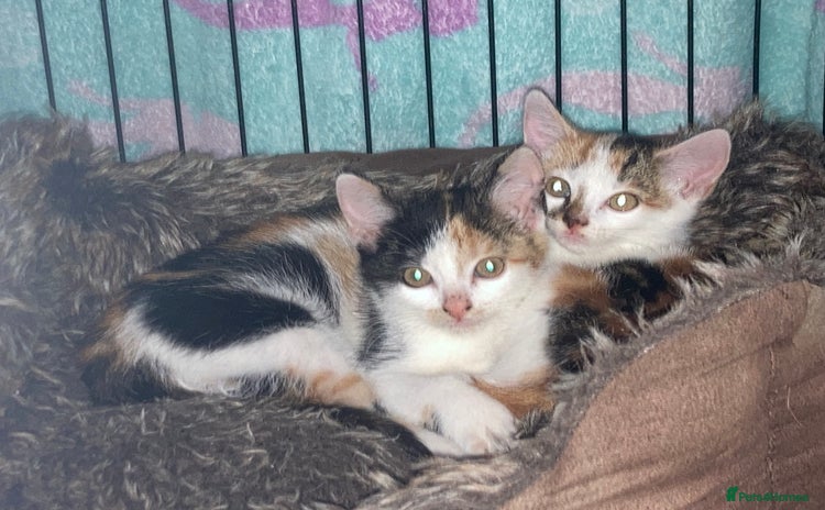 Domestic Shorthair cats - Advert 2