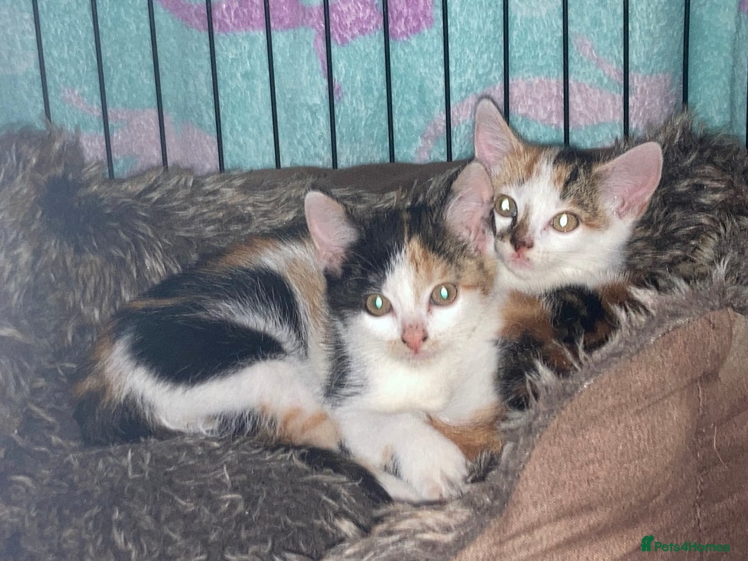 Domestic Shorthair cats for sale: Tortie girls kitten - Image 1